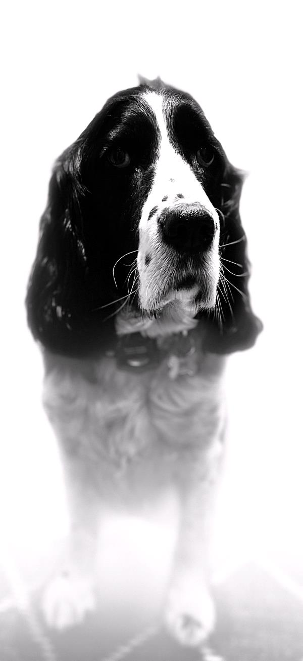 /Images/uploads/Big White Dog Photography/coolest-dog-inland-northwest/entries/28223thumb.jpg